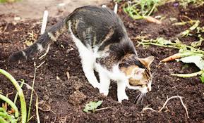 Répulsif pour chat au meilleur prix sur zoomalia ! Comment Creer Un Repulsif Naturel Et Non Dangereux Pour Les Chats Astuces De Grand Mere Repulsif Chat Jardin Jardins Eloigner Les Chats
