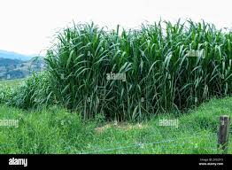 Image result for Eragrostis humidicola