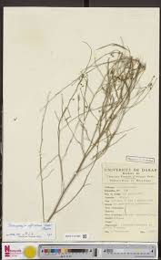 Image result for Otiophora pycnostachys