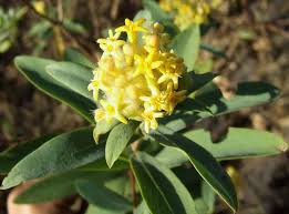 Image result for Gnidia usafuae