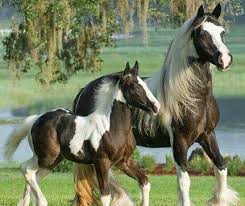 Image result for tbn:tVj6rqcH-AQR9M::www.pregonagropecuario.com.ar/images/caballo_overo.jpg