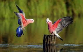 Beautiful Birds In Flight Images Red Birds Flying With Green Nature Beautiful Bird Wallpaper Birds Wallpaper Hd Animals