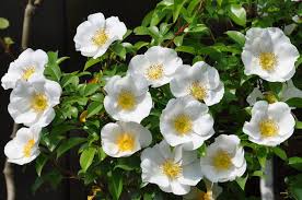 Image result for Rosa laevigata