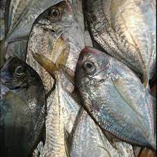 Hidup di daerah perairan pantai, payau atau bisa juga di air tawar. Ikan Putih