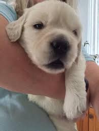 Pairing our puppies with their new loving families is one of the greatest joys call us! Golden Retriever Puppies For Sale Near Retriever Puppies Facebook