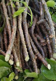 Image result for Tinospora orophila