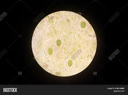 Maybe you would like to learn more about one of these? Real Photo Plant Cells Image Photo Free Trial Bigstock