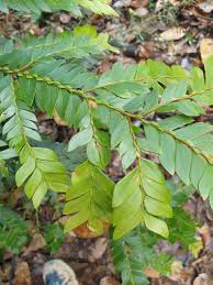 Image result for Anisophyllea