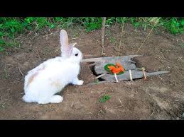 The First Rabbit Trap With Deep Hole By Smart Boy How To Trap Rabbit That Works 100 Youtube Rabbit Traps Rabbit Smart Boy