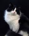 Black Ragdolls Cat | Ragdolls Cat as Breeders | Can ...