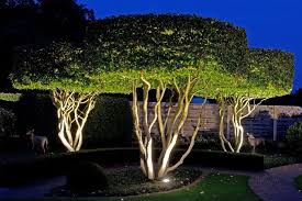 Uplit Topiary Trees Lighting Landscape Lighting Design Landscape Design Landscape Lighting