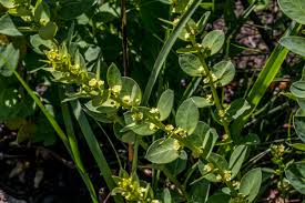 Image result for Clutia hirsuta