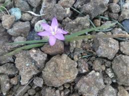 Image result for Hesperantha longicollis