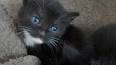4 Things to Know About Cats With Blue Eyes - Catster