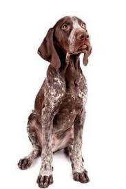 Find your perfect canine friend today! German Short Haired Pointer Small Medium And Big Dog Breeds Pedigree Uk