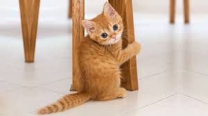 Pin By Ecrin Dedecan On Kediler Ve Kopekler In 2020 Cute Cats Cute Cats And Kittens Cats And Kittens