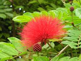 Image result for Calliandra haematocephala
