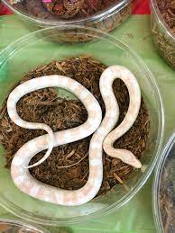 Pink Corn Snake Strawberry Snow Morph At The Wasatch Reptile Expo No Photoshop Required Corn Snake Rat Snake Pet Snake