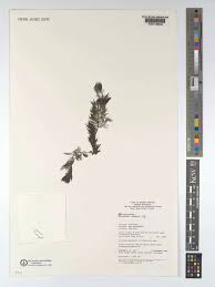 Image result for Utricularia stellaris