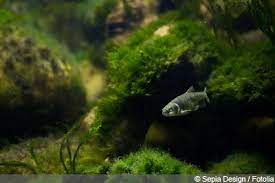 Entfernen zuerst ist der befall einzudämmen indem die grünalgen von scheiben steinen und anderen zugänglichen elementen im aquarium mittels. Algen Im Aquarium 6 Naturliche Hausmittel Um Sie Zu Entfernen Gartendialog De