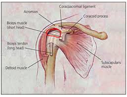 Each shoulder is held in place by a group of four muscles and. Feeling The Pain Of Shoulder Impingement Syndrome