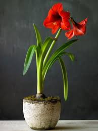 How To Care For Amaryllis After It Blooms From Organic Gardening Amaryllis Flowers Amaryllis Amaryllis Care