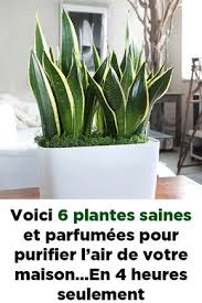 Voici 6 Plantes Saines Et Parfumees Pour Purifier L Air De Votre Maison En 4 Heures Seulement Plantes Qui Purifient L Air Decoration Plantes Interieur Plante
