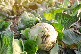 Biological survey of pests and diseases of cabbage with the. Identify Prevent And Treat Common Cabbage Diseases Gardener S Path