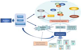 We did not find results for: Analysis Of The Intricate Effects Of Polyunsaturated Fatty Acids And Polyphenols On Inflammatory Pathways In Health And Disease Abstract Europe Pmc