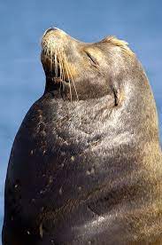 California Sea Lion By Peter Liu Sea Lion Sea Mammal Ocean Animals