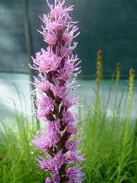 Image result for Pycnostachys schliebenii