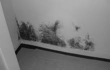 Just about every home develops mold at some point. Black Mold Removal Dan The Drywall Man