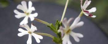 Grow this plant near a patio or bedroom window to enjoy the lovely. Zaluzianskya Species Midnight Candy Night Phlox Zaluzianskya Capensis