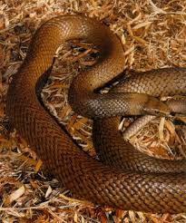 The dugite is coloured grey, green, or brown. Australia S 1 Deadly Snake The Brown Snake Snakeprotex Extreme