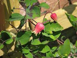 Its natural habitat is on rocky limestone cliffs and streamsides. Clematis Texensis Scarlet Clematis Scarlet Leatherflower Texas Clematis North Carolina Extension Gardener Plant Toolbox