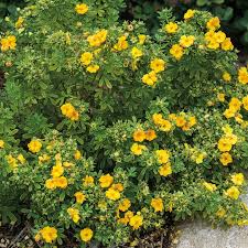 Check spelling or type a new query. Zone 5 6 Flowering Shrubs
