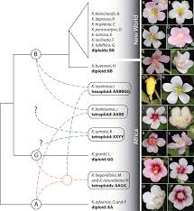 Image result for Kosteletzkya grantii