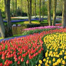 Plants Always Looks Best En Masse Like Tulips Here At Keukenhof Most Beautiful Gardens Tulip Fields Beautiful Gardens