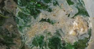 Panaskan minyak goreng secukupnya untuk menumis. 451 Resep Bayam Santan Pedas Enak Dan Sederhana Ala Rumahan Cookpad