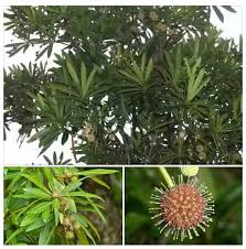 Image result for Breonadia salicina