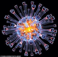 Pin By Mario Llamass On Art Microscopic Photography Things Under A Microscope Microscopic