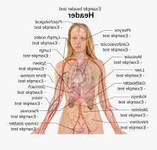 2020 | r | 2h 6m | tearjerkers. Clip Art Collection Of Female Women Body Parts Diagram Free Transparent Clipart Clipartkey
