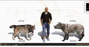 Canis Lupus The Grey Wolves Of Then And Now Prehistoric Animals Giant Animals Extinct Animals