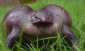 15 Animals Who Survived Extinction And Got Rediscovered Dailyforest Purple Frog Animals Unique Animals
