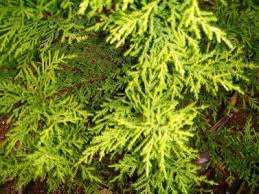 Lemon Cypress Care How To Care For Lemon Cypress Outdoors And Inside Lemon Cypress Cypress Trees Cypress Plant