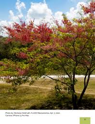 Image result for Cassia grandis