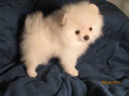 They are very loving and affectionate, they love to play and are. Pomeranian Chihuahua Cross Puppies Pets Journalstar Com