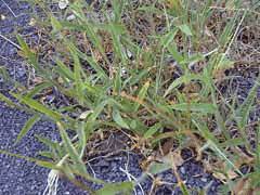 Jenis gulma golongan rumput (grasses) seperti : Cynodon Dactylon Bermuda Grass Pfaf Plant Database