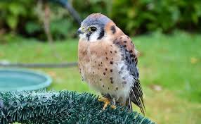 La población de este tipo de halcón se concentra en los cultivos cerealistas de secano de tafalla y miranda de arga. Cernicalo Primilla Caracteristicas Habitat Alimentacion Reproduccion