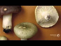 Image result for Russula variata
